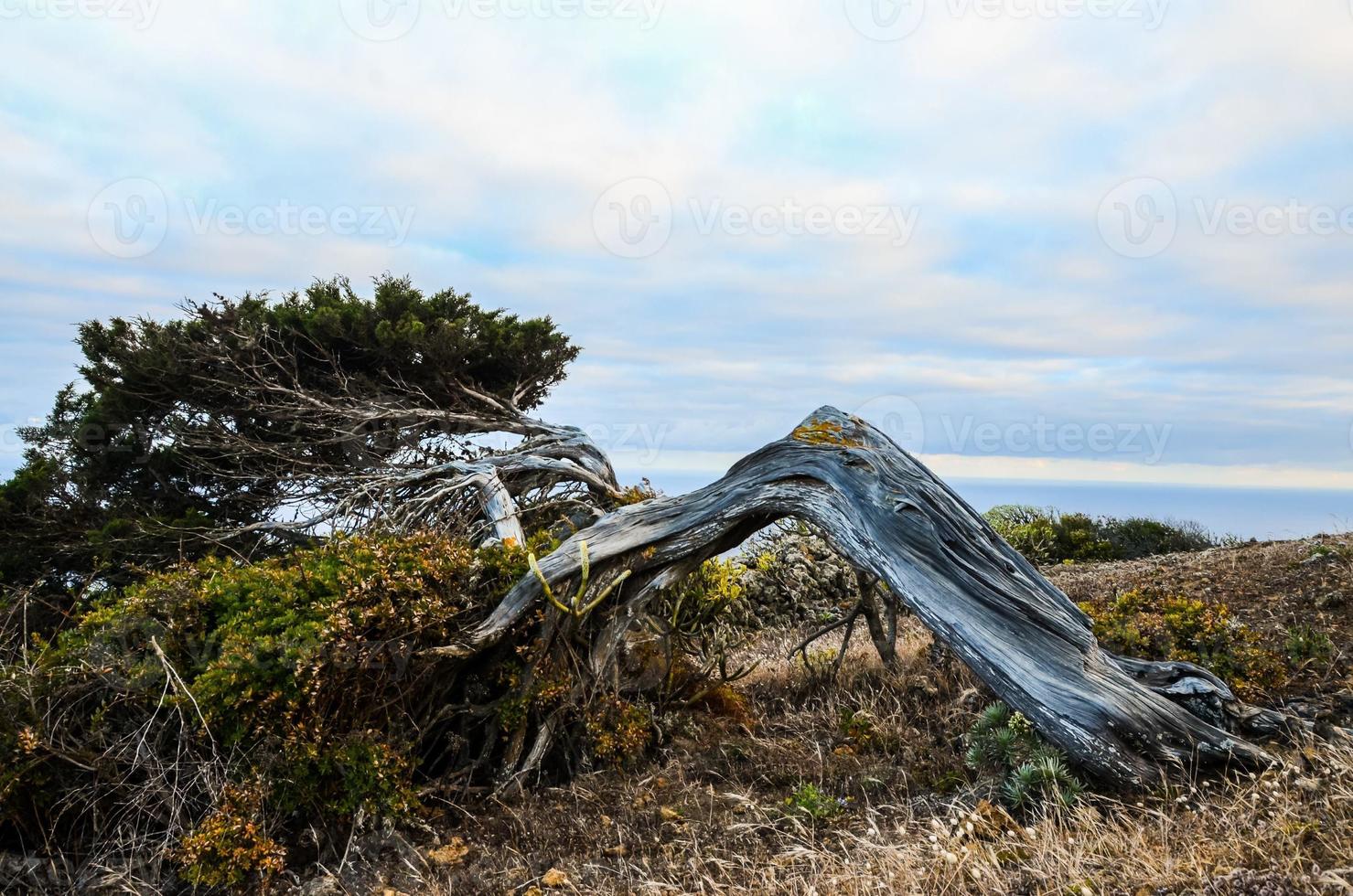 Twisted tree trunk photo