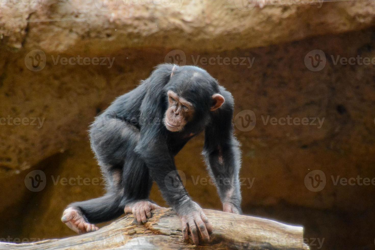 Primates at the zoo photo