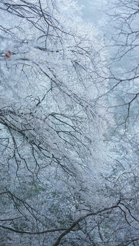 The frozen winter view with the forest and trees covered by the ice and white snow photo