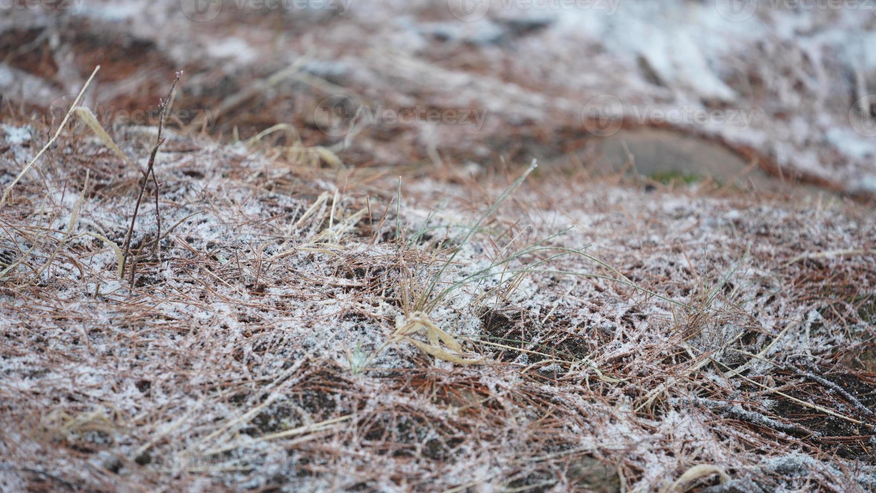 The frozen winter view with the grass and rocks covered by the ice and white snow photo