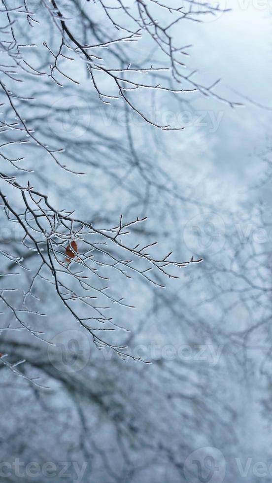The frozen winter view with the forest and trees covered by the ice and white snow photo