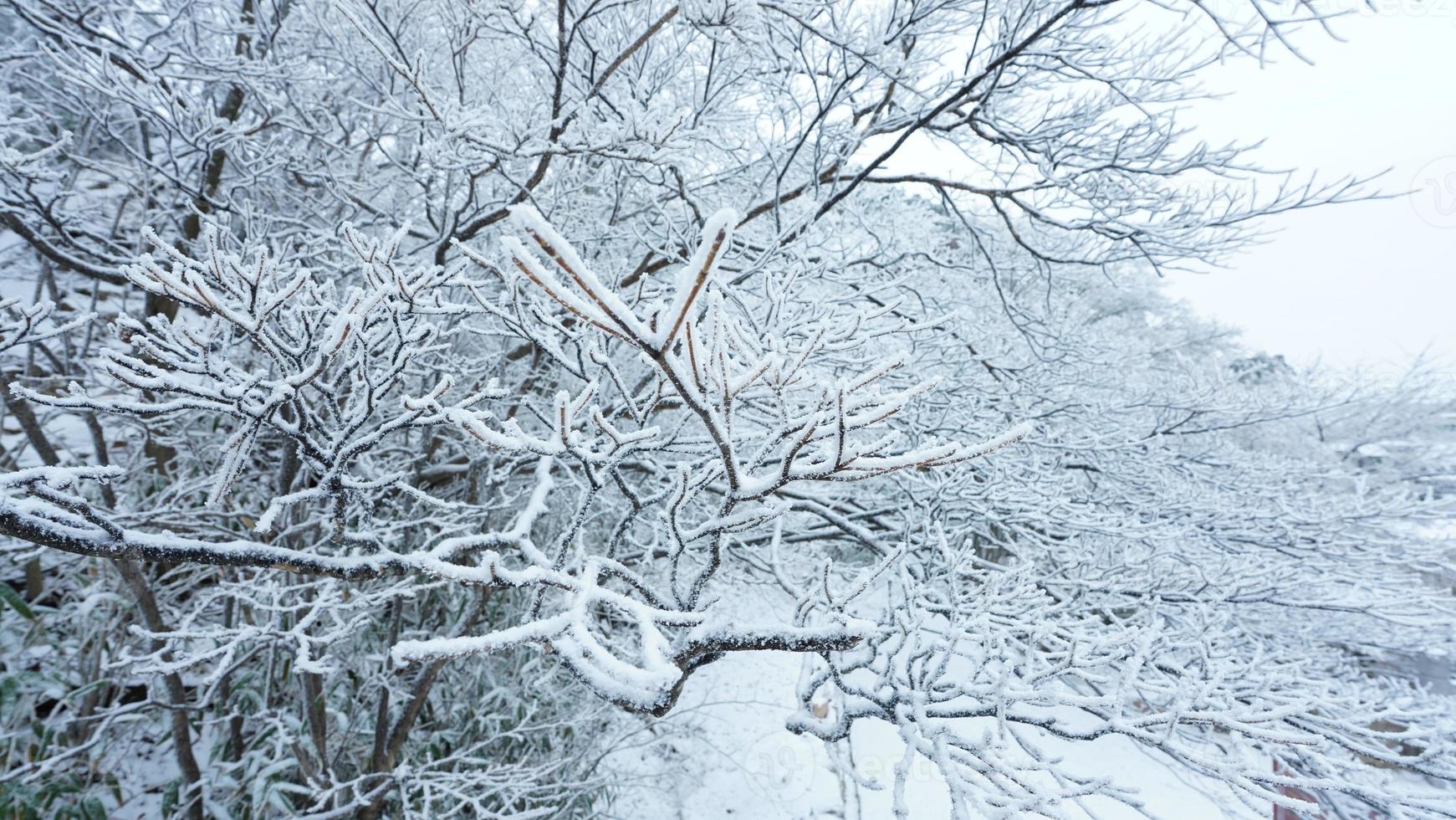 el congelado invierno ver con el bosque y arboles cubierto por el hielo y blanco nieve foto