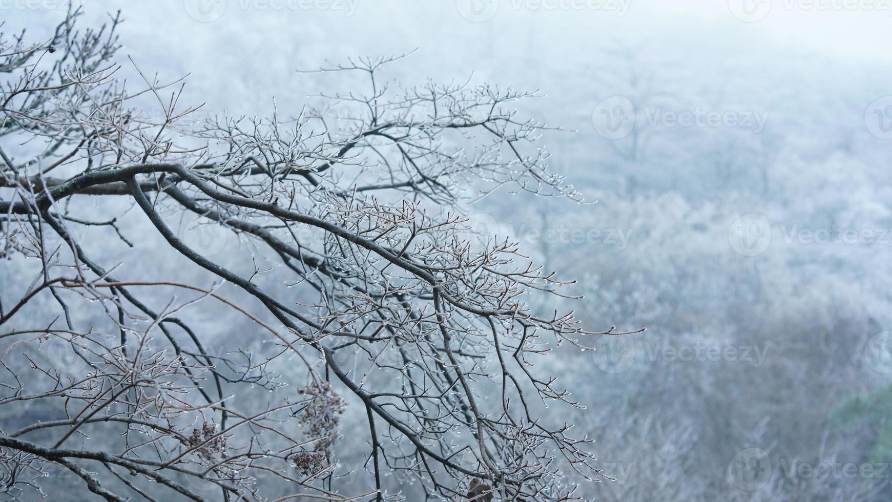 The frozen winter view with the forest and trees covered by the ice and white snow photo