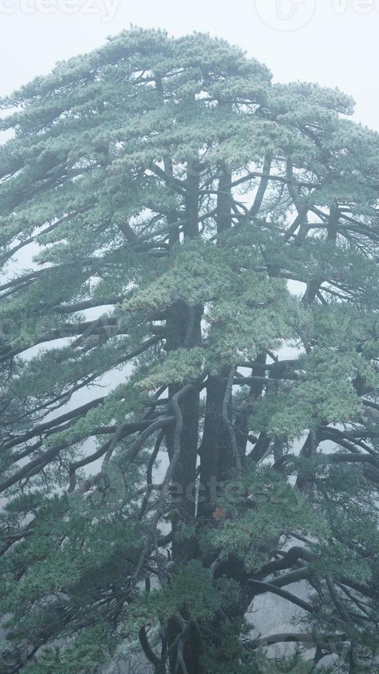 The frozen winter view with the forest and trees covered by the ice and white snow photo