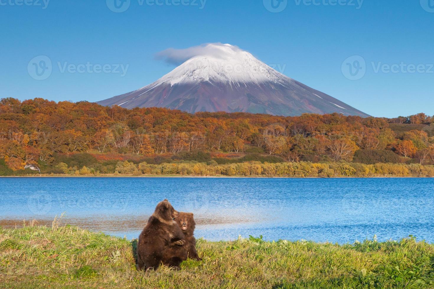 kamchatka oso pardo foto