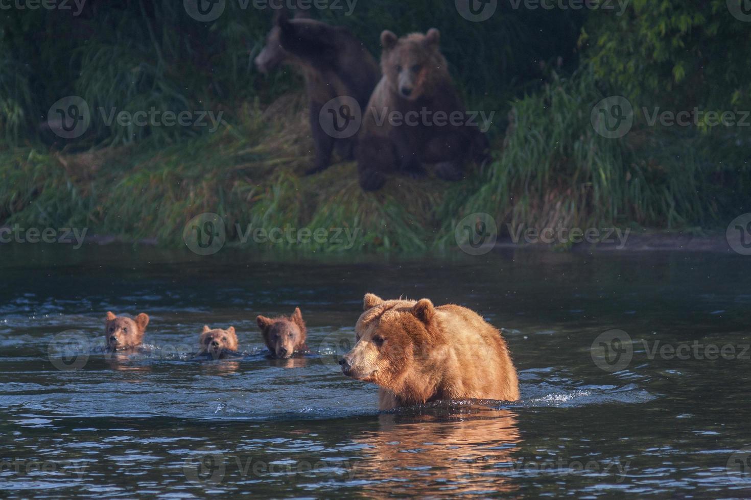 kamchatka oso pardo foto