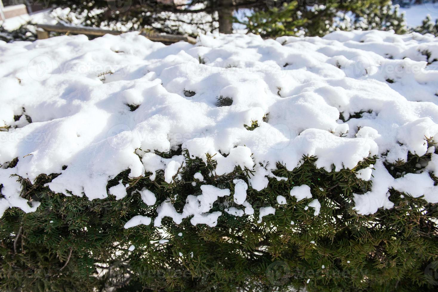 pino árbol cubierto con nieve foto