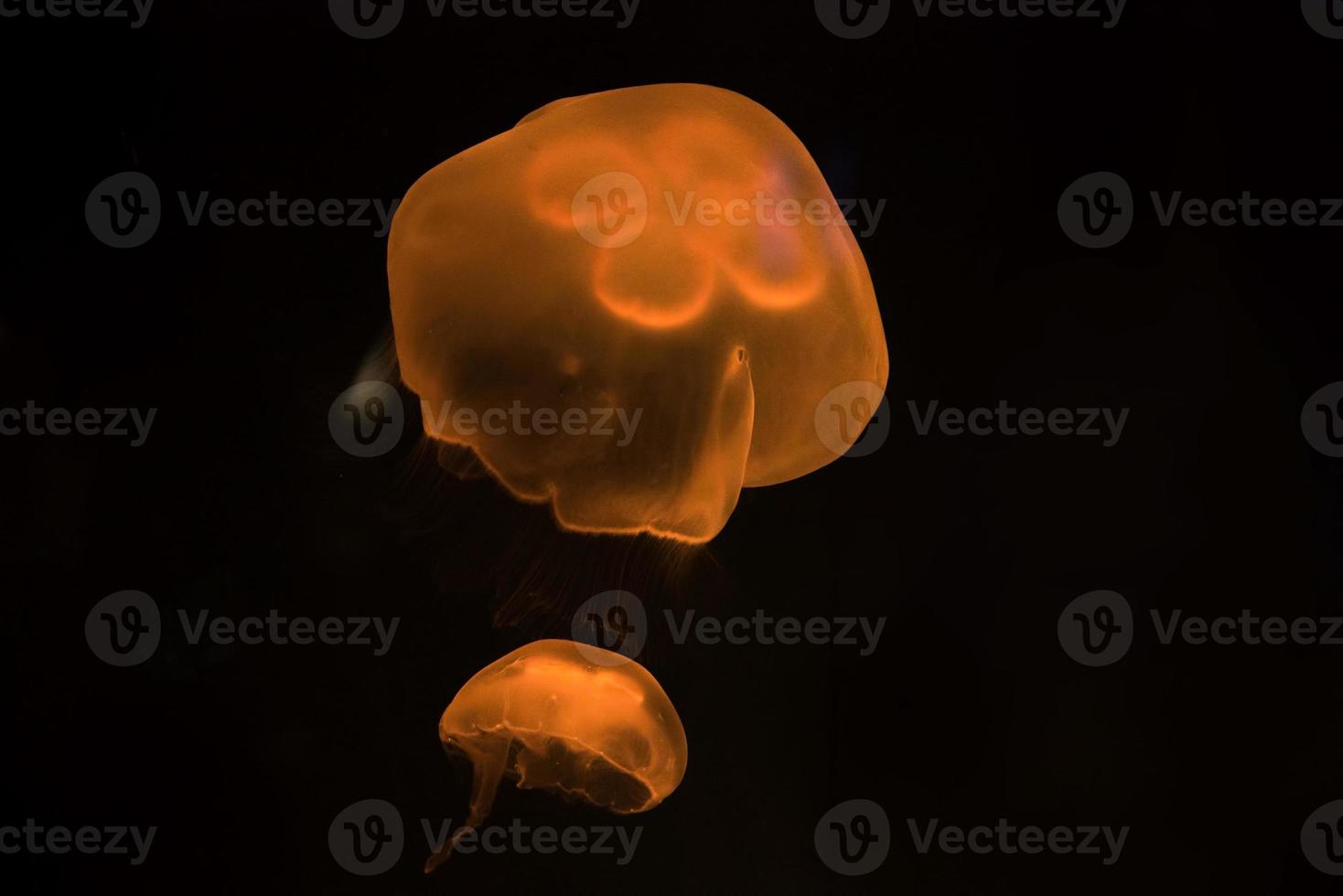 underwater image of jelly fish photo