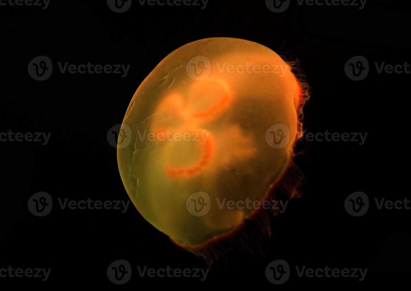 underwater image of jelly fish photo