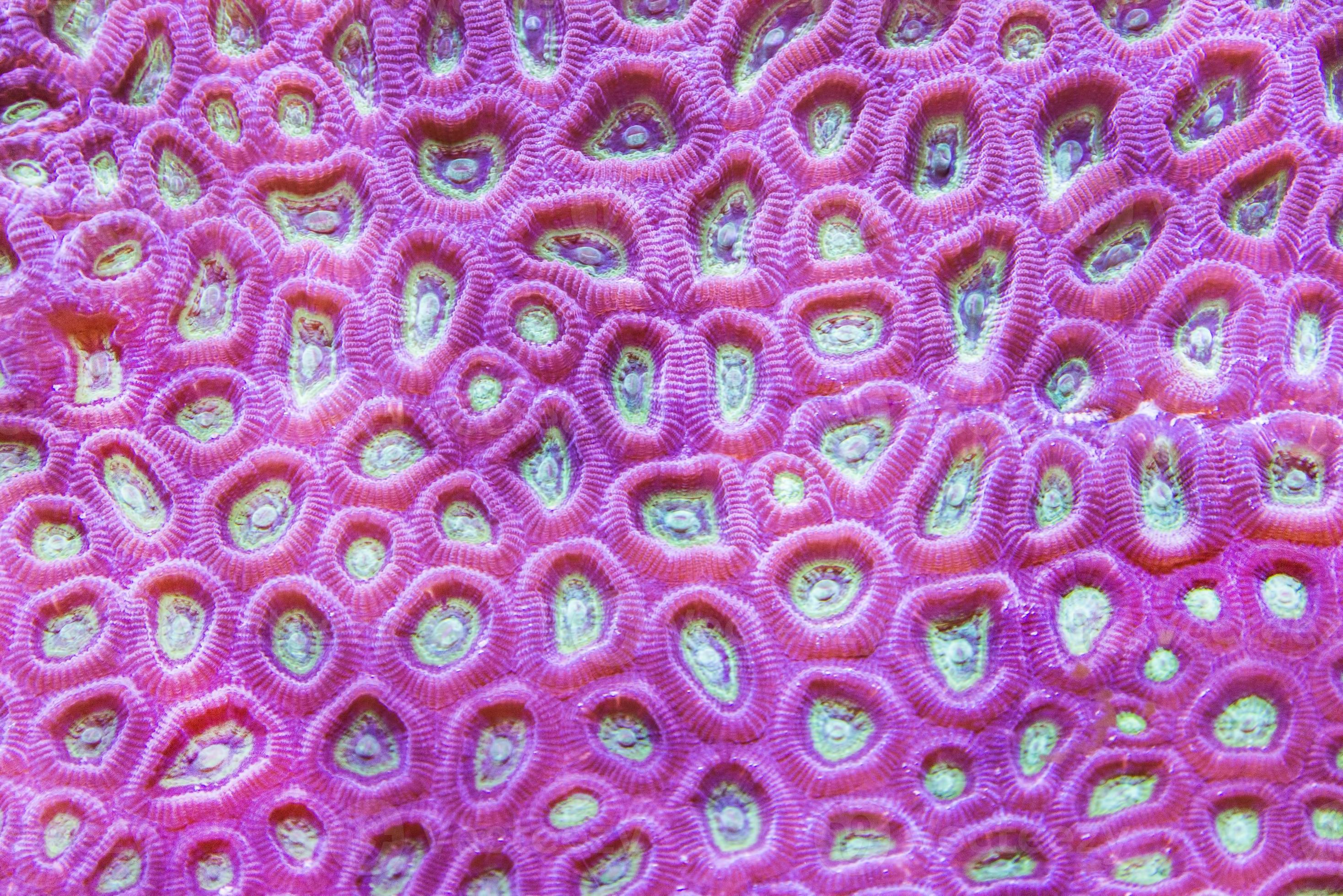 The texture of Coral reef, underwater 22092288 Stock Photo at Vecteezy