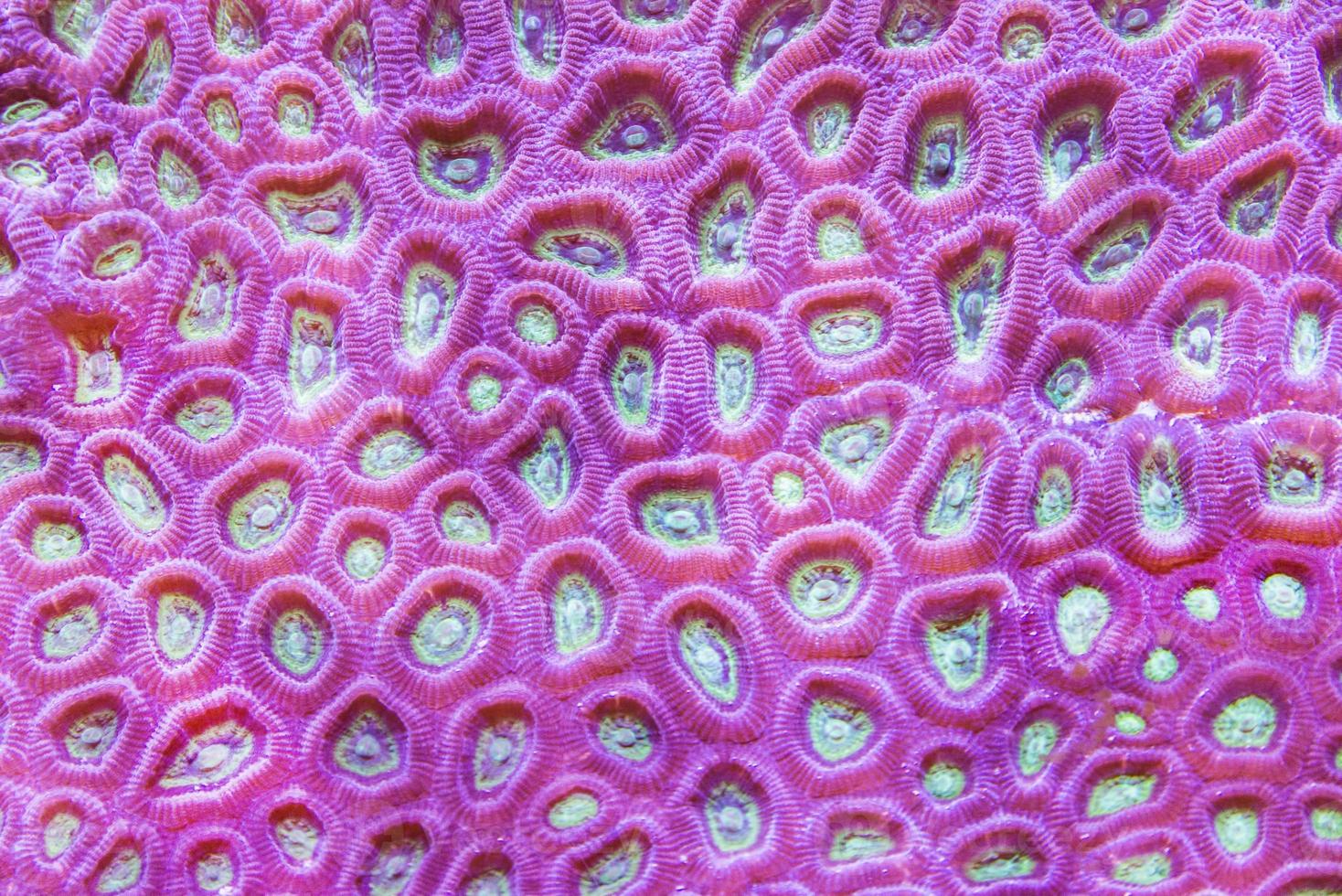 The texture of Coral reef, underwater photo