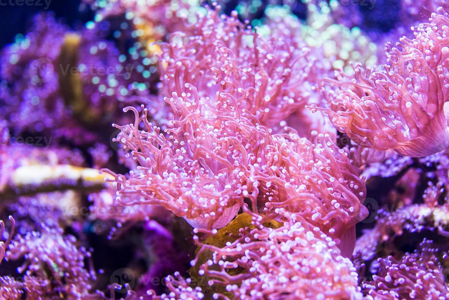 Coral reef, underwater photo