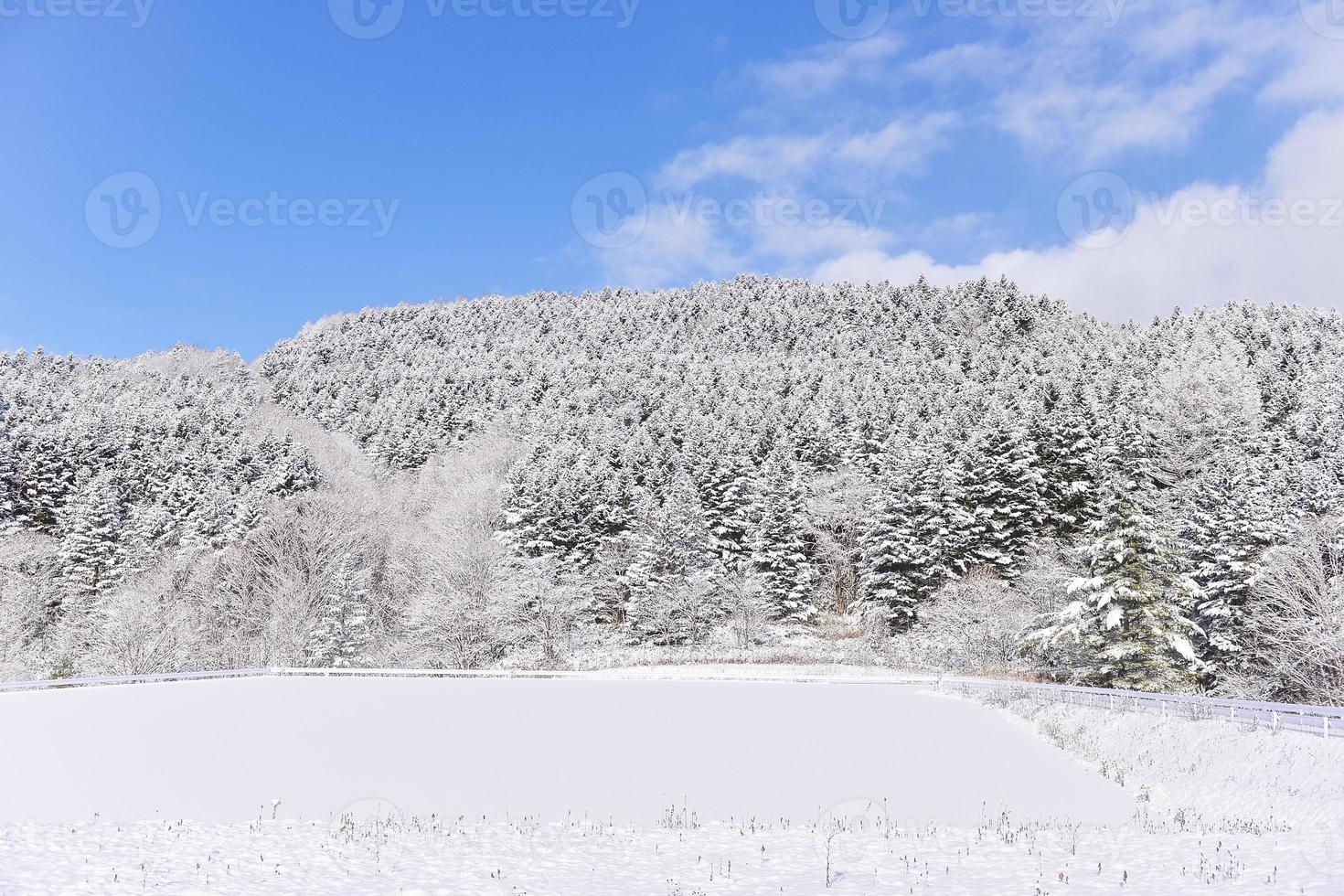 powder snow mountain in Sapporo, Hokkaido Japan photo