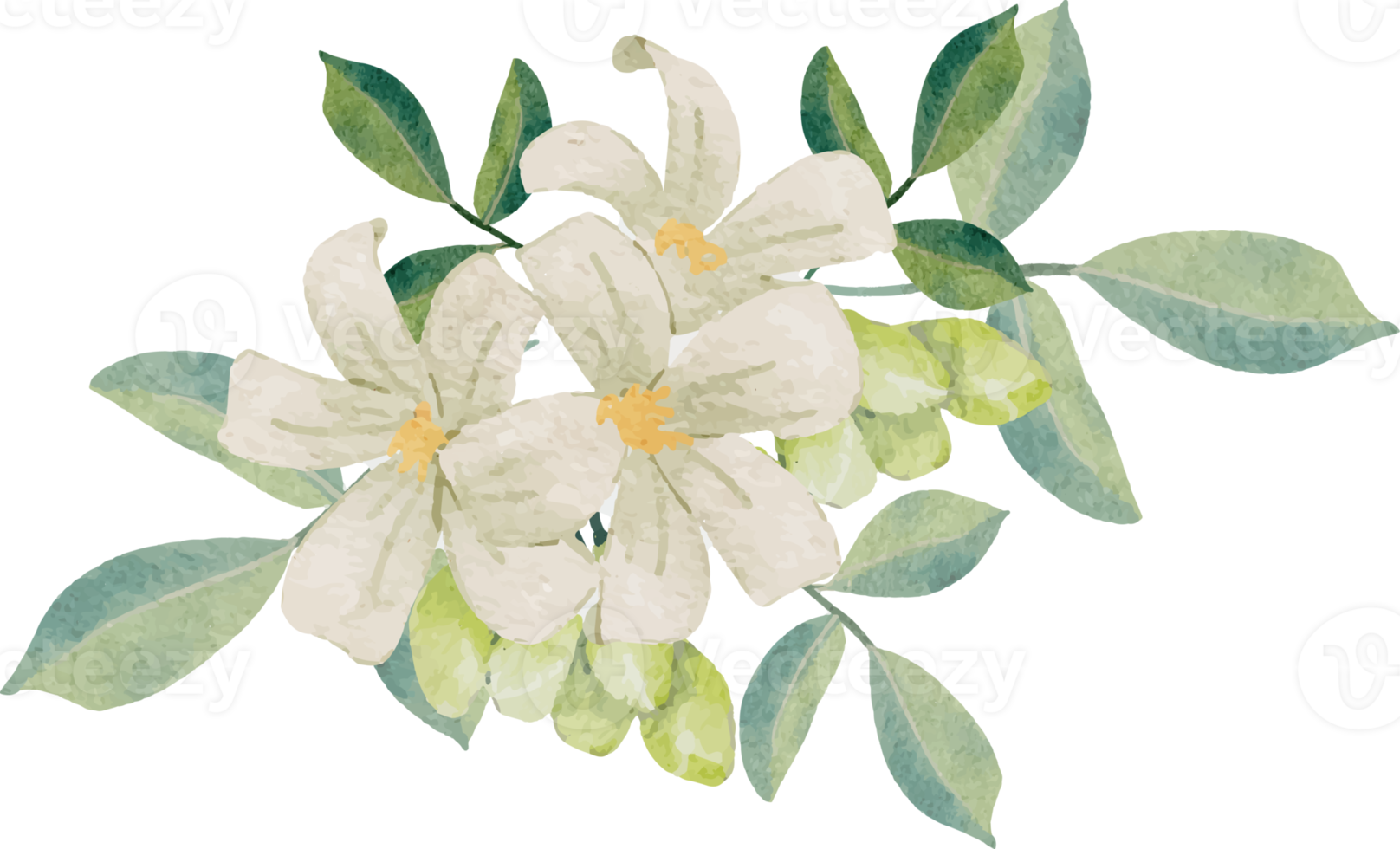 watercolor white murraya orange jasmine flower bouquet wreath frame png