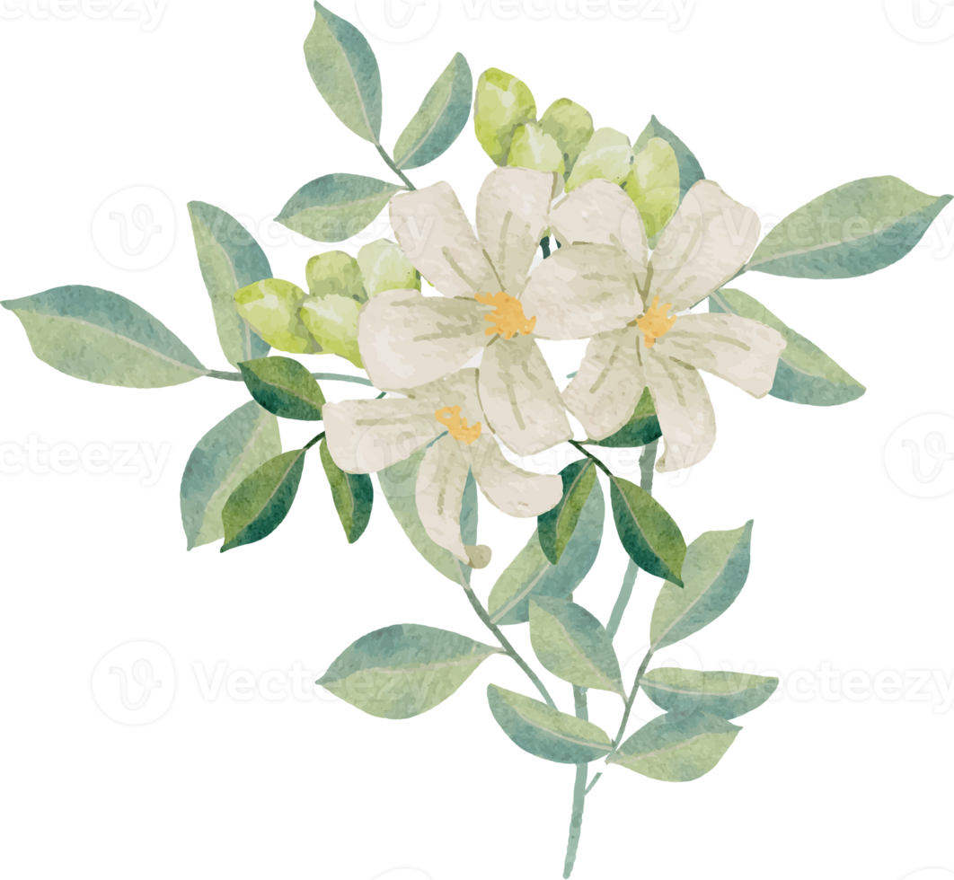 watercolor white murraya orange jasmine flower bouquet wreath frame png