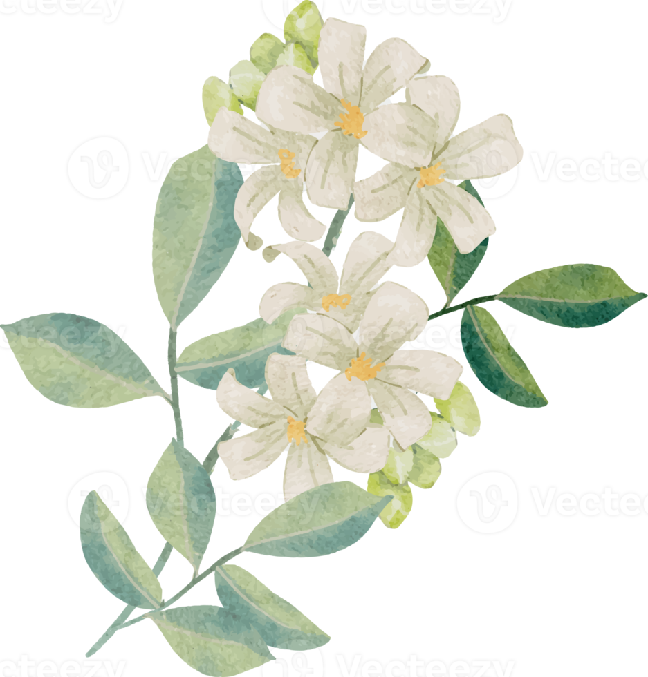 watercolor white murraya orange jasmine flower bouquet wreath frame png