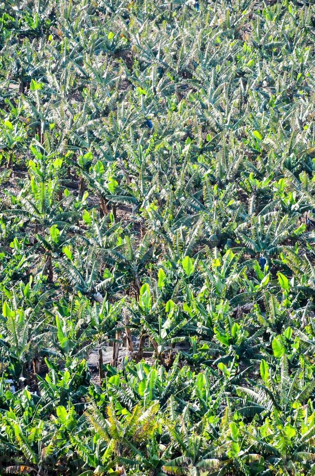 A banana plantation photo