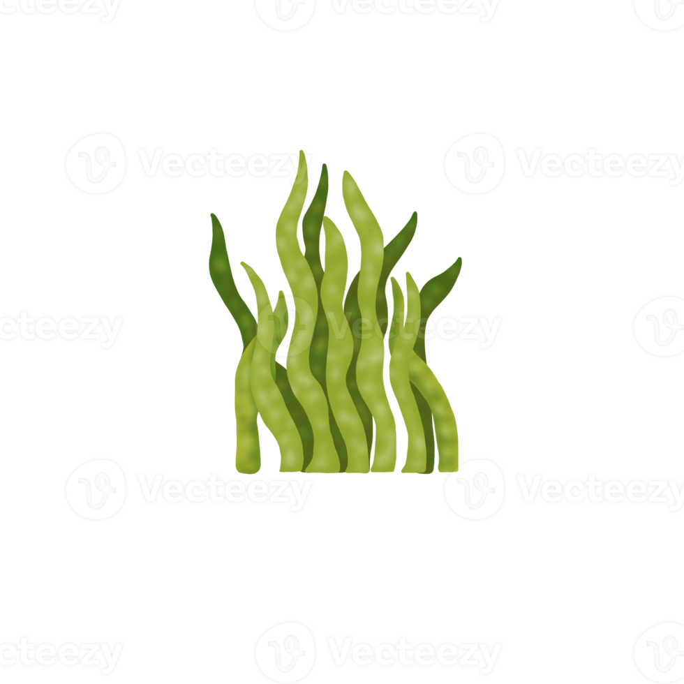 Green Coral Reef png