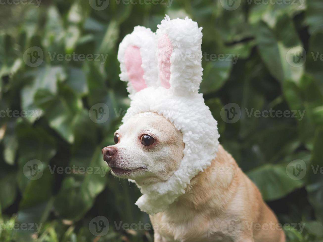 marrón corto pelo chihuahua perro vestido arriba con Pascua de Resurrección conejito disfraz venda sentado en verde césped en el jardín. foto