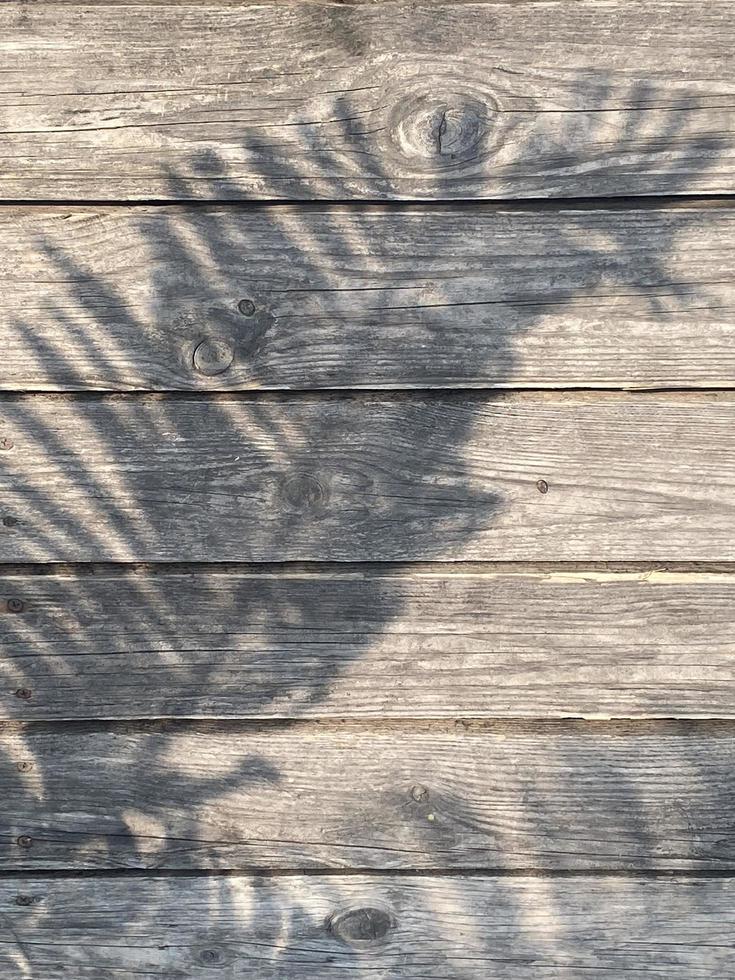 Leaves shadow background on concrete wall texture, leaves tree branches shade with sunlight photo