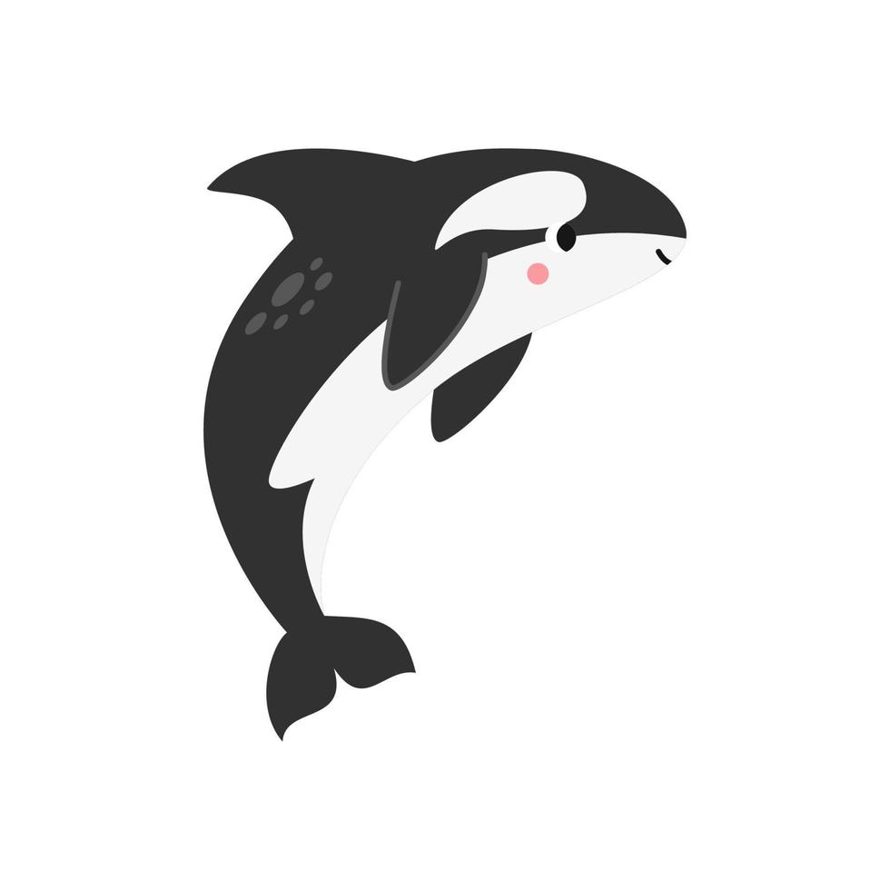 Vector illustration of cartoon killer whale isolated on white background.