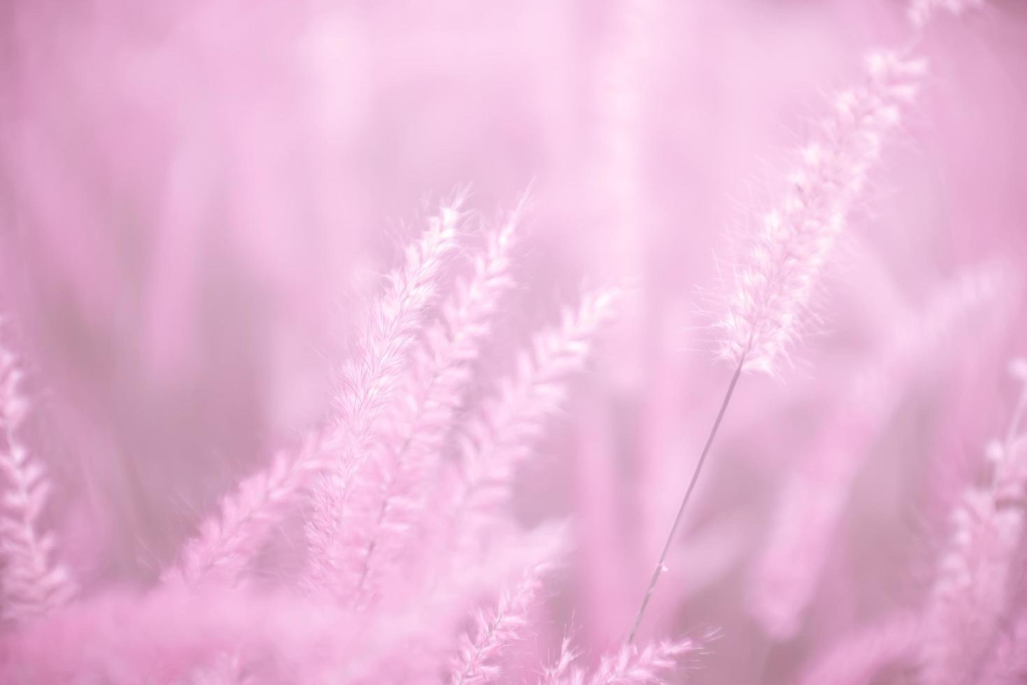 flores de hierba rosa, enfoque suave, naturaleza desenfoque de fondo rosa. foto