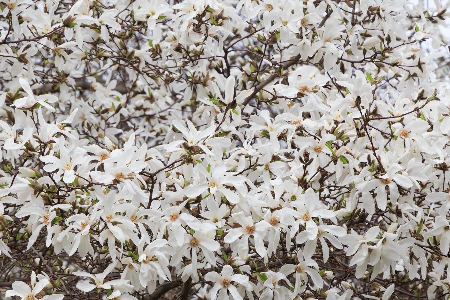 close up of white magnolia tree blossom photo