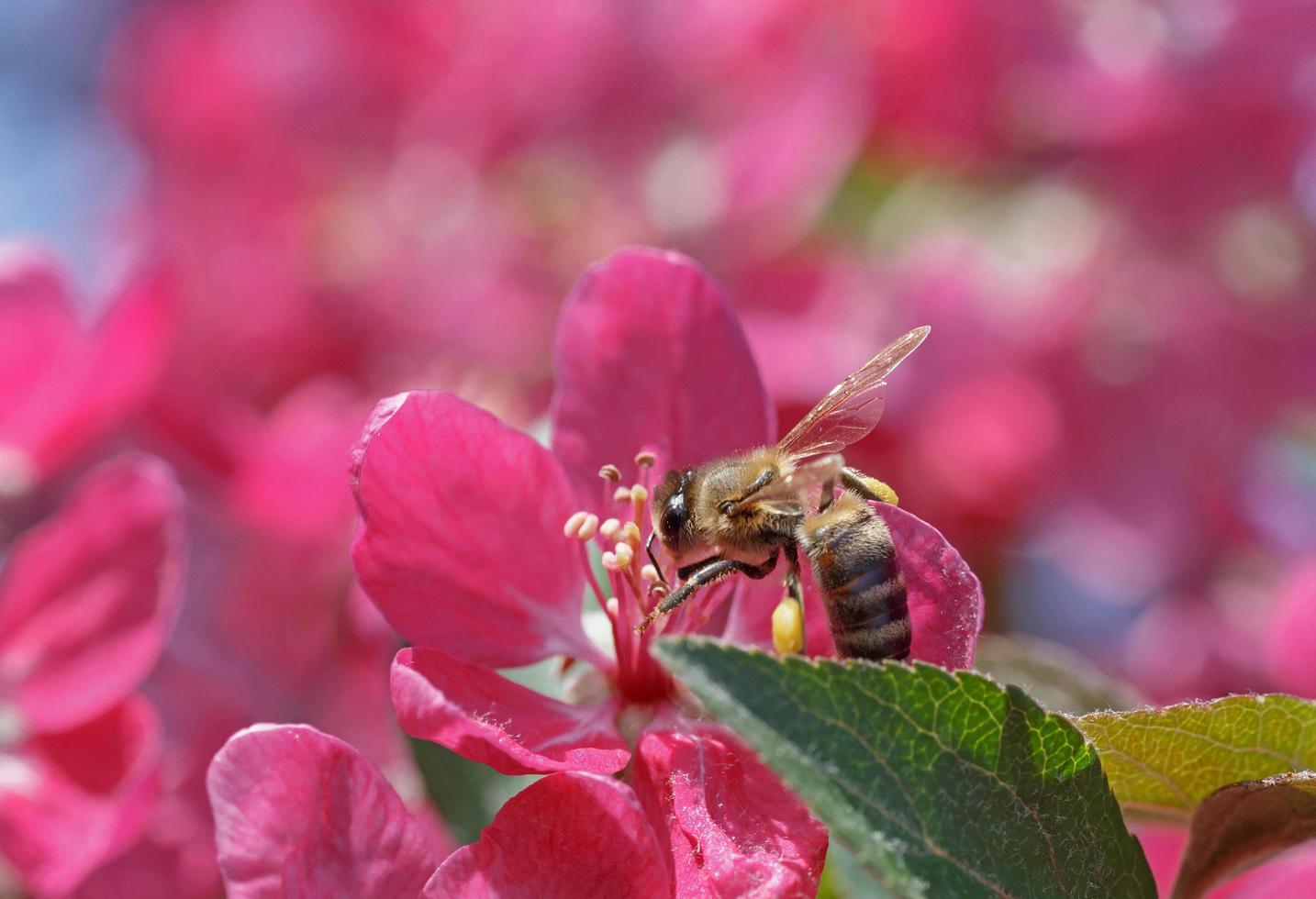 close up of bee on apple tree blossom photo