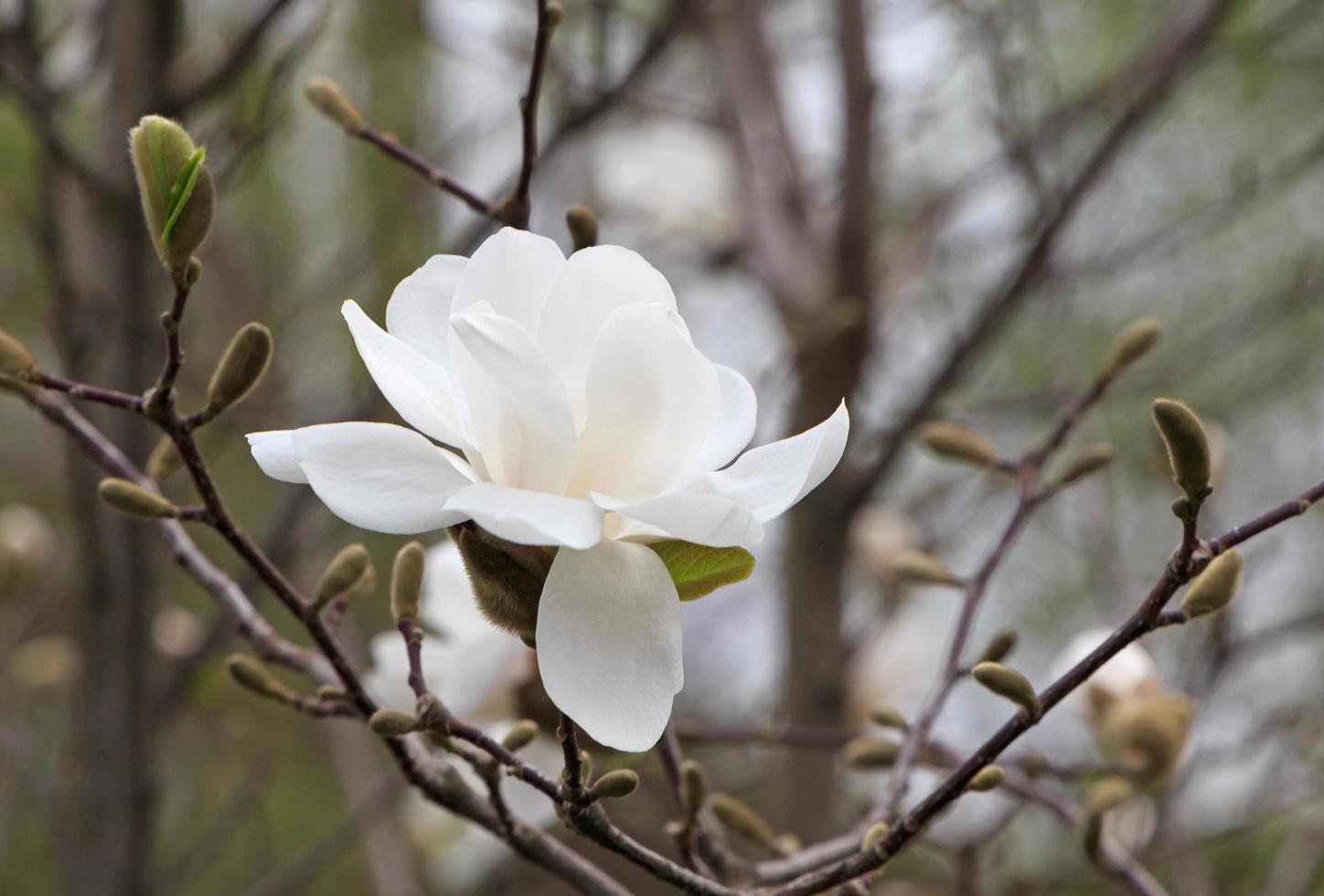 close up of beautiful magnolia tree blossom photo