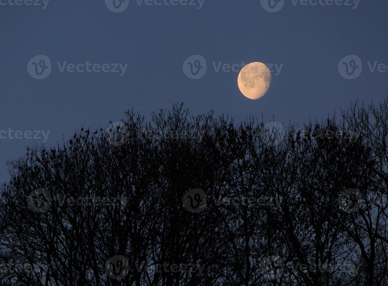 landscape with Moon above trees photo