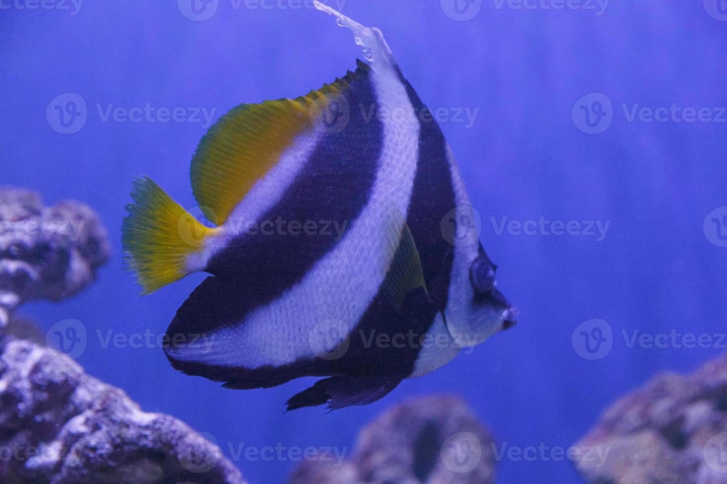 close up of Angelfish in aquarium photo