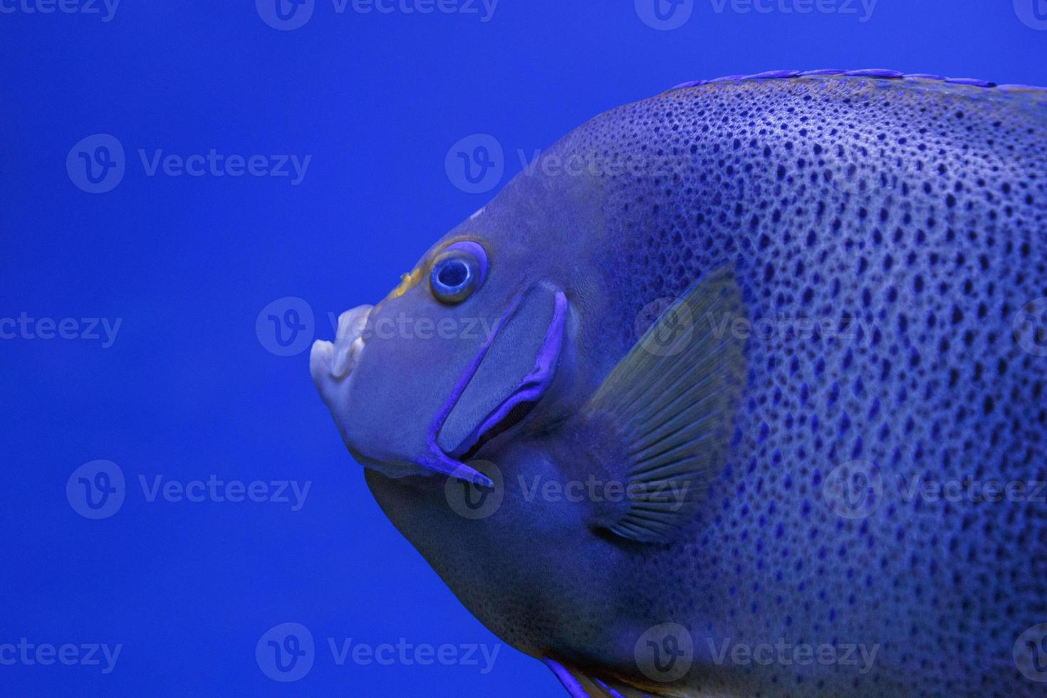 close up of tropical fish in aquarium photo