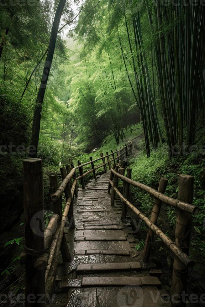 Scenery of Bamboo forest in spring surrounded by silence. Path to bamboo forest. . photo