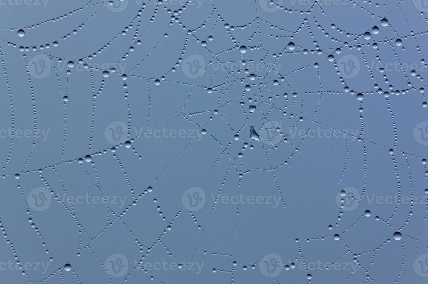 close up of cobweb with rain drops photo