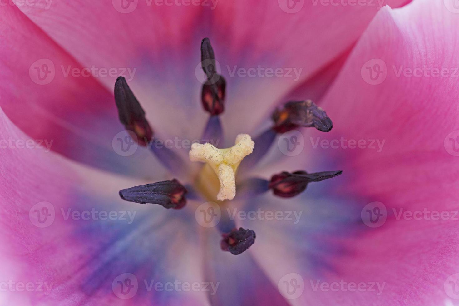 close up of violet tulip photo
