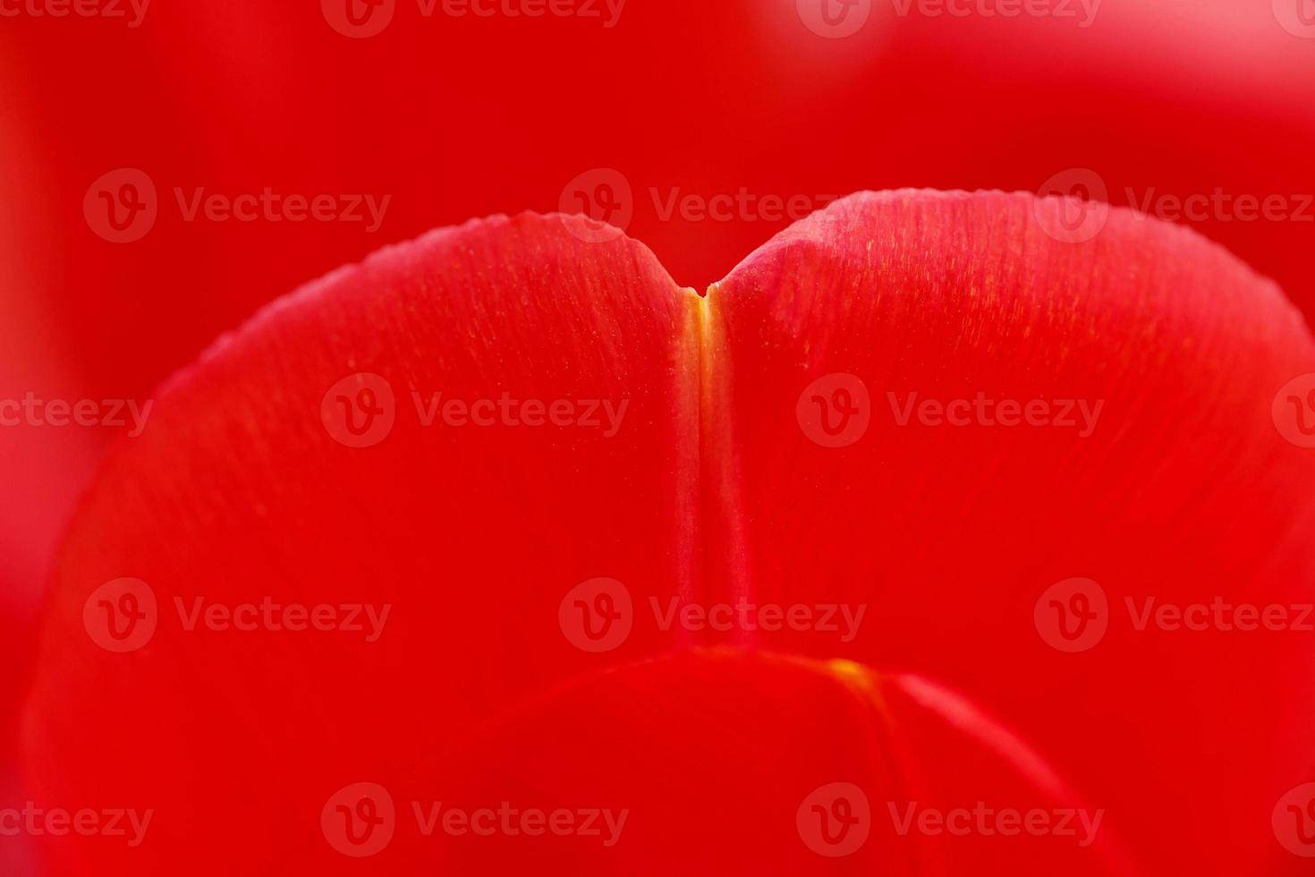 close up of red tulip petals photo