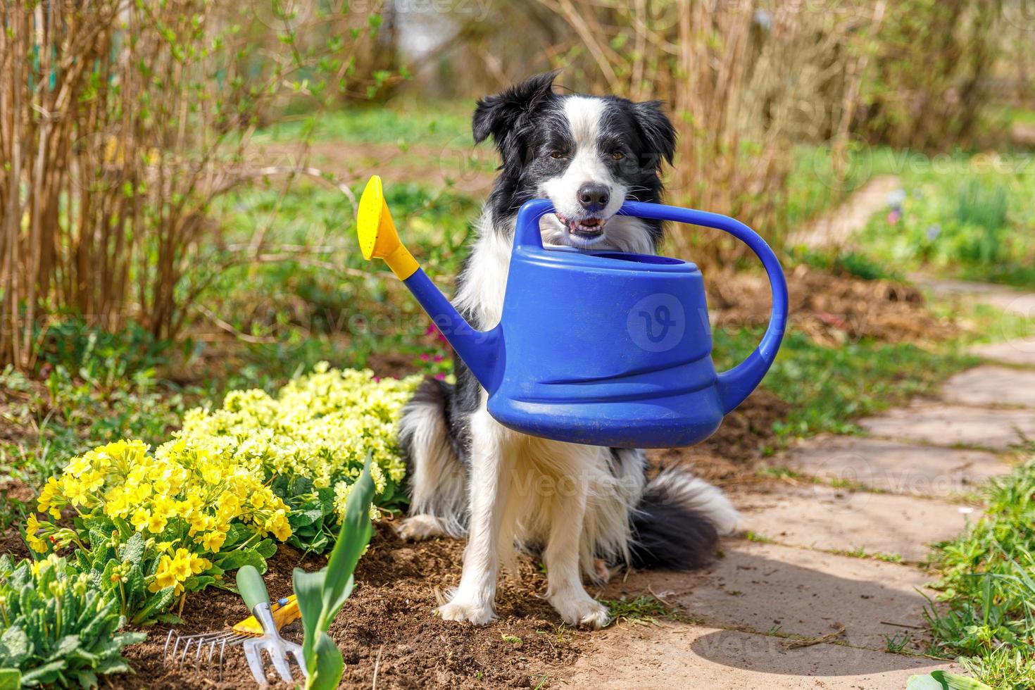 Outdoor portrait of cute dog border collie holding watering can in mouth on garden background. Funny puppy dog as gardener fetching watering can for irrigation. Gardening and agriculture concept. photo