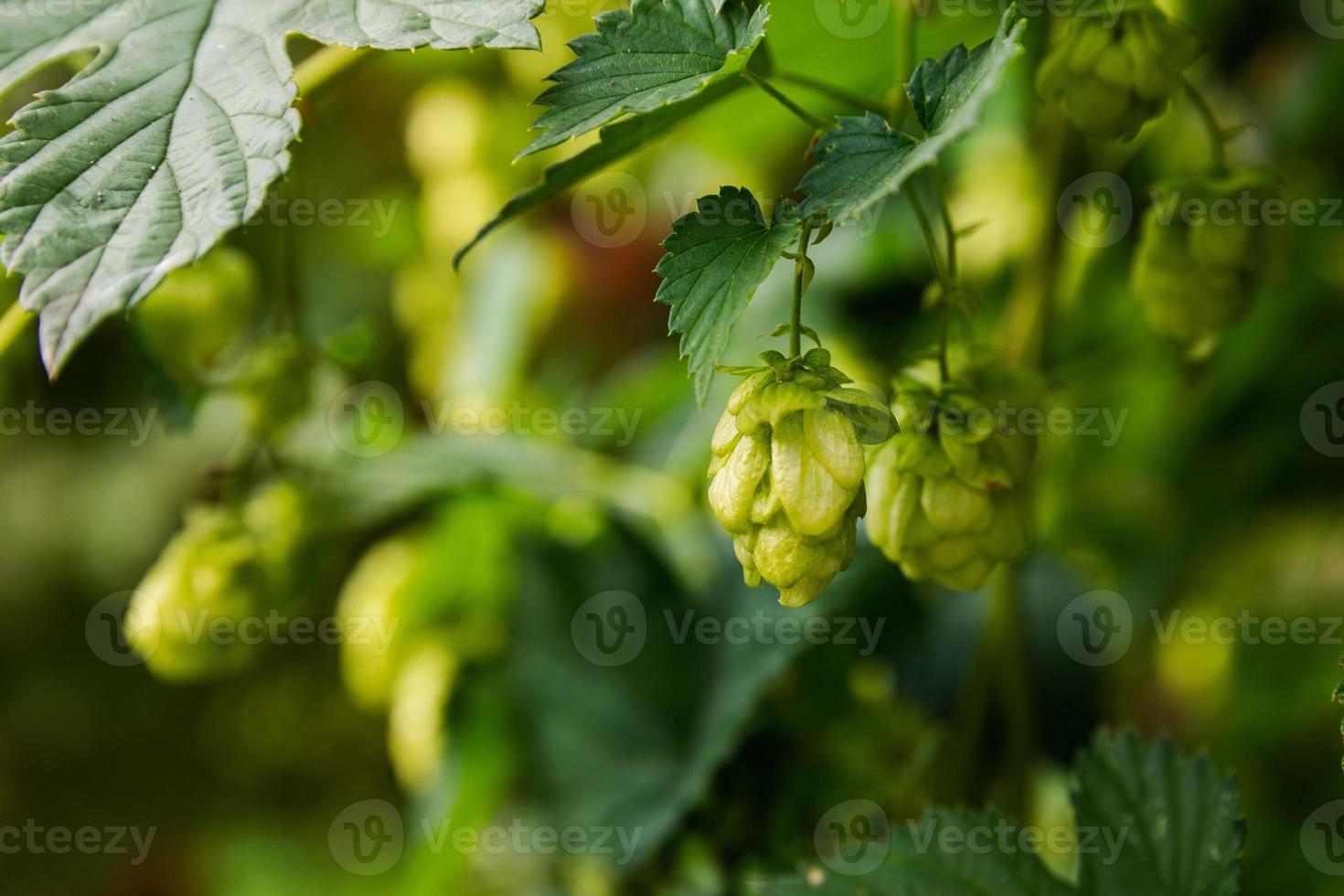 Farming and agriculture concept. Green fresh ripe organic hop cones for making beer and bread, close up. Fresh hops for brewing production. Hop plant growing in garden or farm. photo