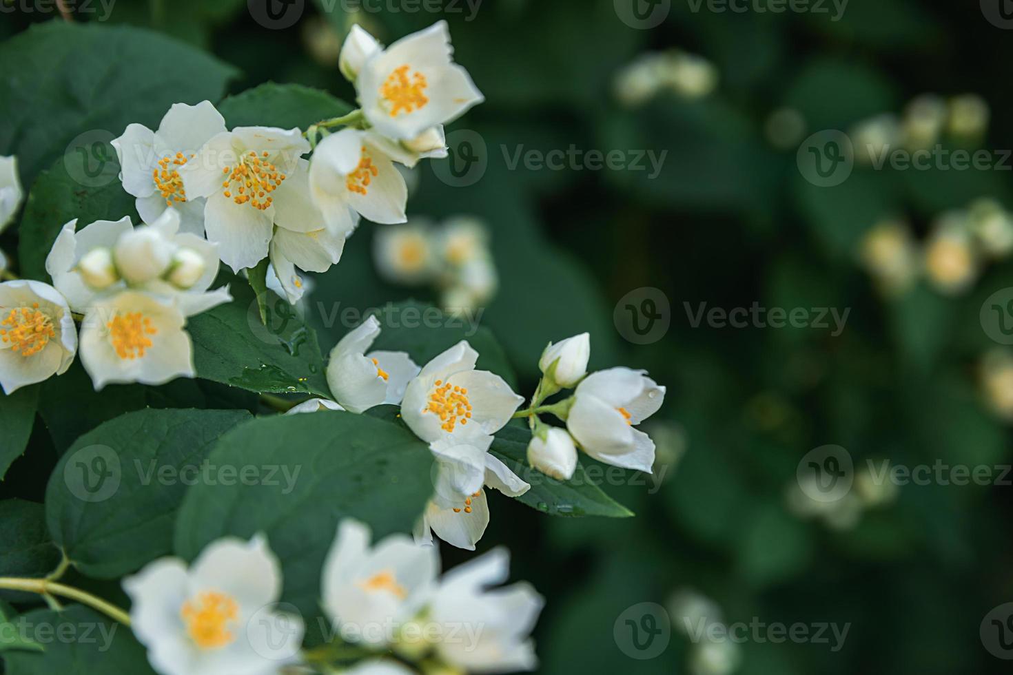 Beautiful white jasmine blossom flowers in spring time. Background with