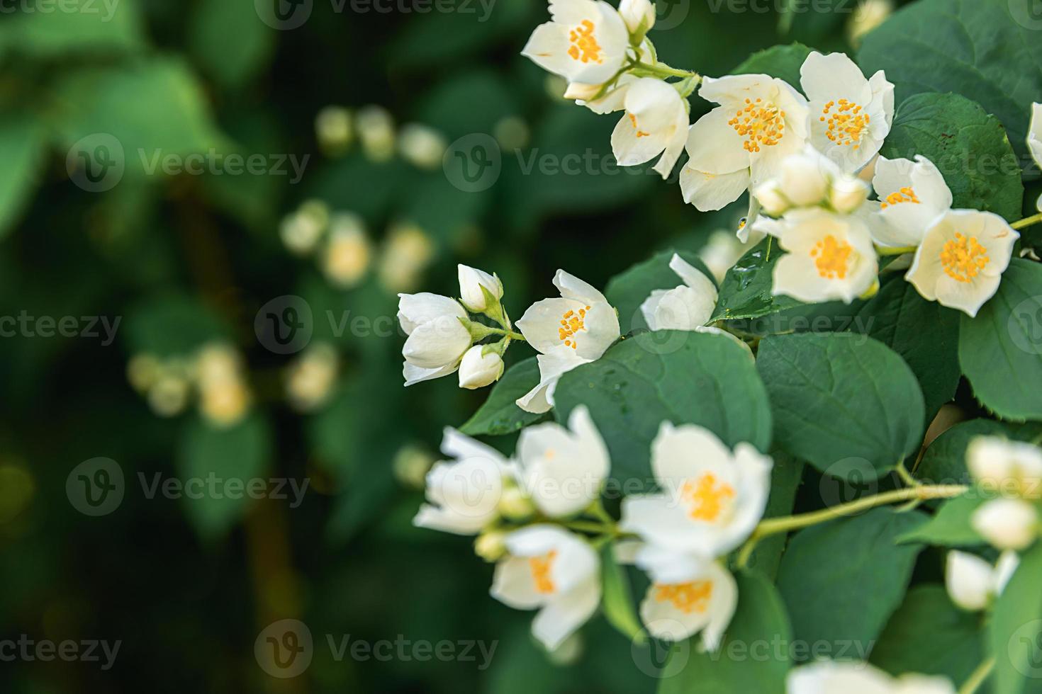 Beautiful white jasmine blossom flowers in spring time. Background with