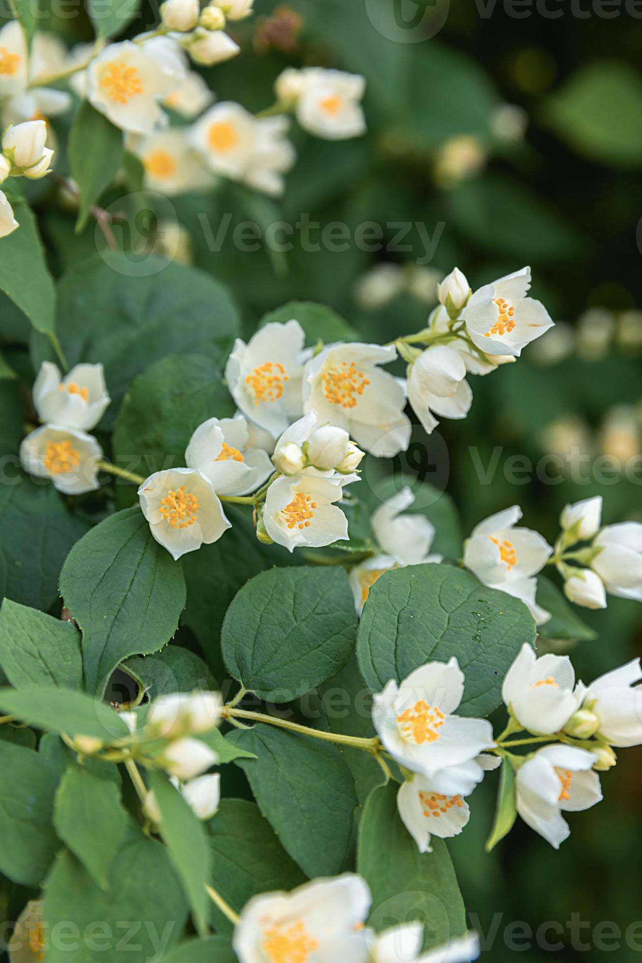 Beautiful white jasmine blossom flowers in spring time. Background with
