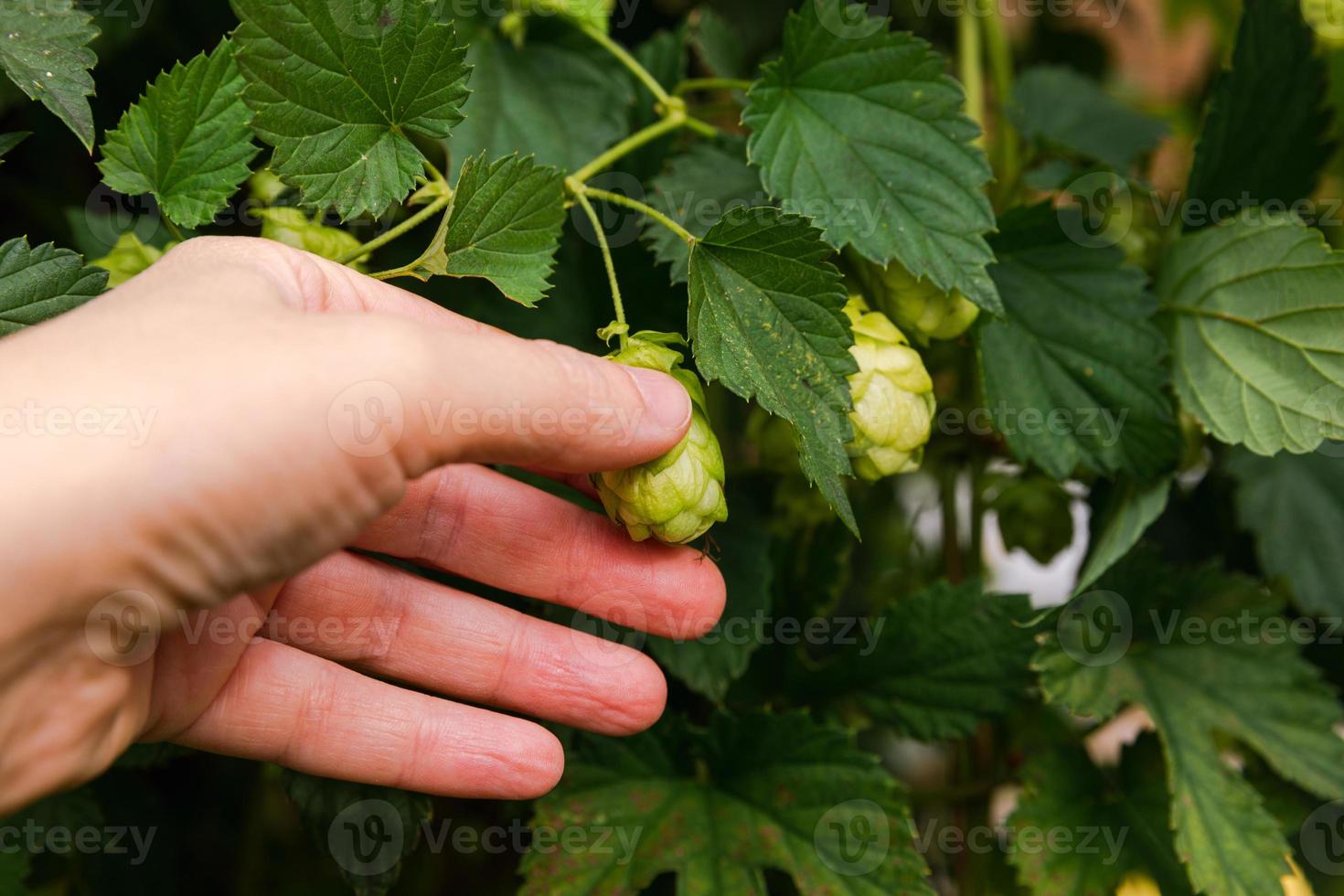 Farming and agriculture concept. Woman farm worker hand picking green fresh ripe organic hop cones for making beer and bread. Fresh hops for brewing production. Hop plant growing in garden or farm. photo