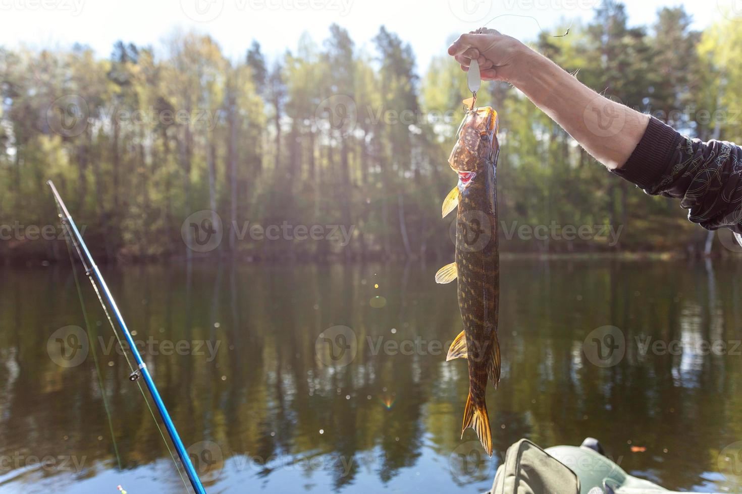 Fisherman hand with fish pike against background of beautiful nature and lake or river photo