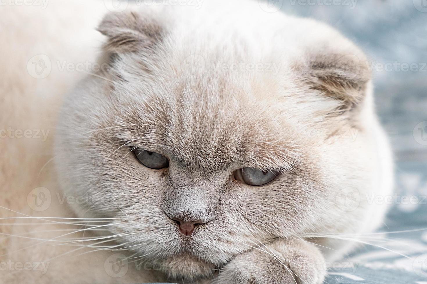 Funny short haired domestic white British cat sleeping indoor at home. Kitten resting and relax on blue sofa. Pet care and animals concept. photo