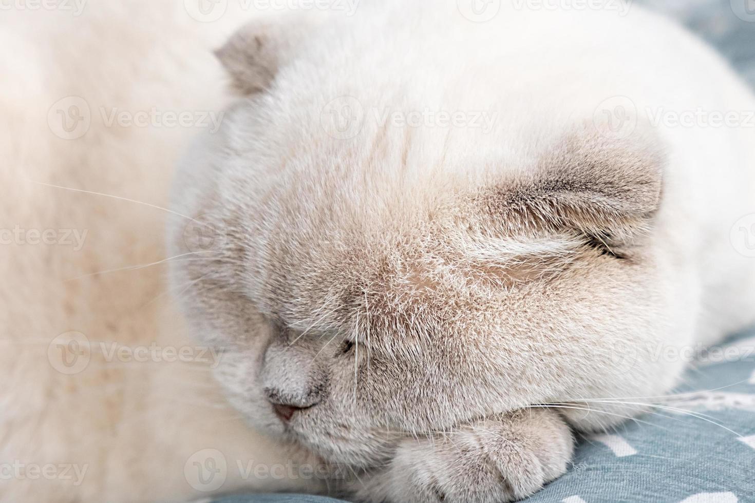 Funny short haired domestic white British cat sleeping indoor at home. Kitten resting and relax on blue sofa. Pet care and animals concept. photo