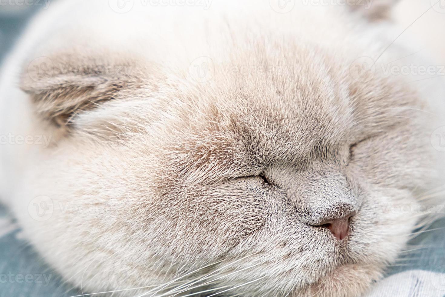 Funny short haired domestic white British cat sleeping indoor at home. Kitten resting and relax on blue sofa. Pet care and animals concept. photo