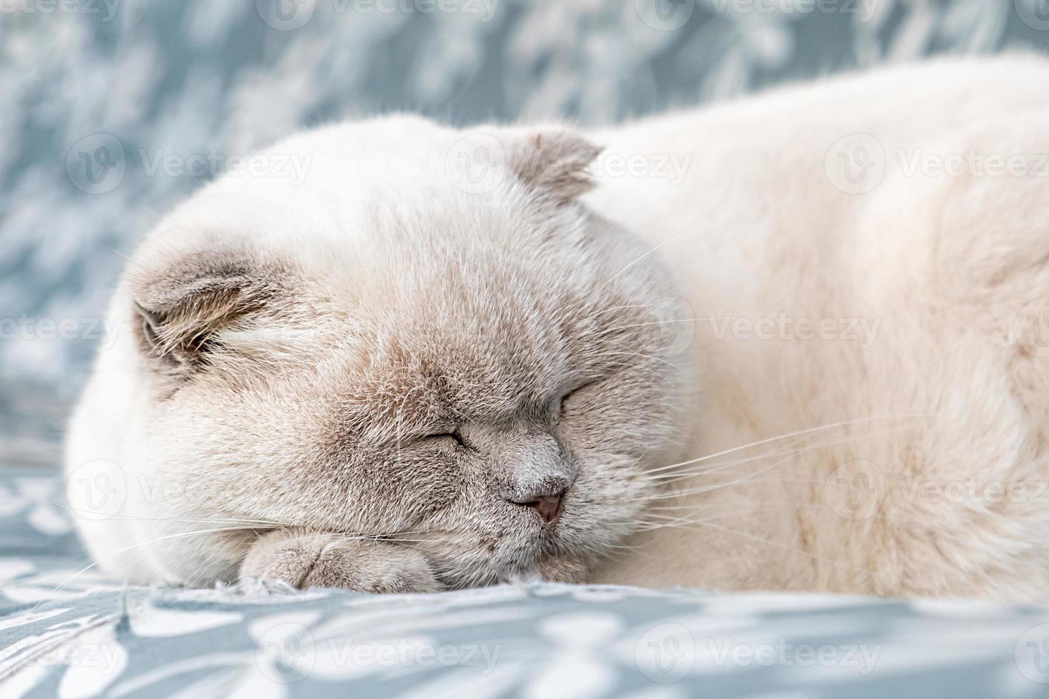 Funny short haired domestic white British cat sleeping indoor at home. Kitten resting and relax on blue sofa. Pet care and animals concept. photo