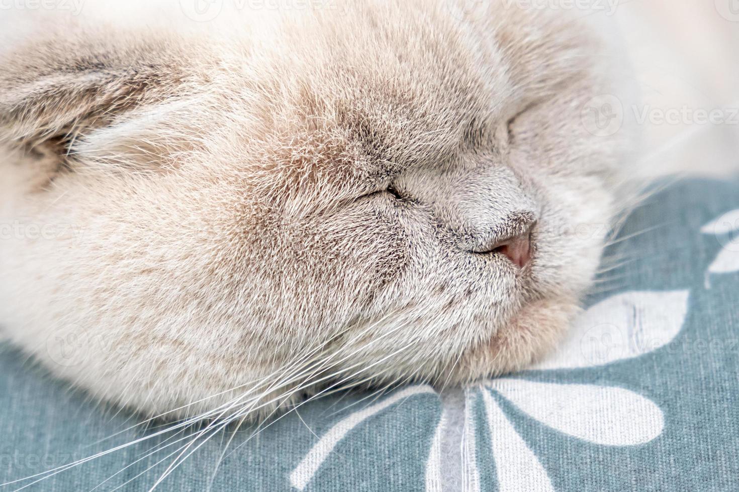 Funny short haired domestic white British cat sleeping indoor at home. Kitten resting and relax on blue sofa. Pet care and animals concept. photo