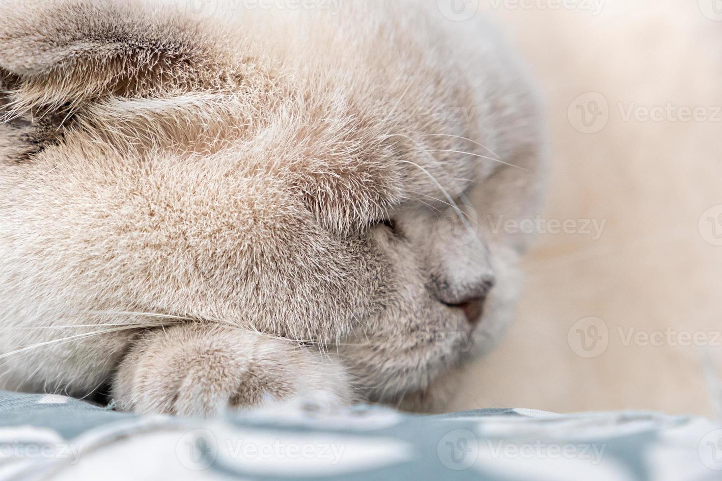 Funny short haired domestic white British cat sleeping indoor at home. Kitten resting and relax on blue sofa. Pet care and animals concept. photo