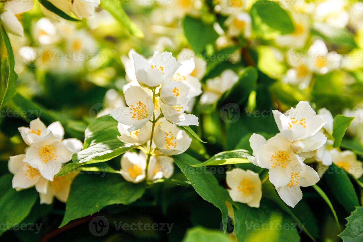 Beautiful white jasmine blossom flowers in spring time. Background with